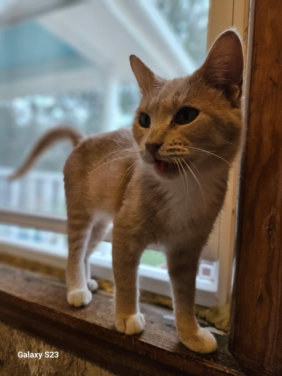 Enlarge Cream, a Adoptable Domestic Short Hair in Stockholm, WI image 2/6