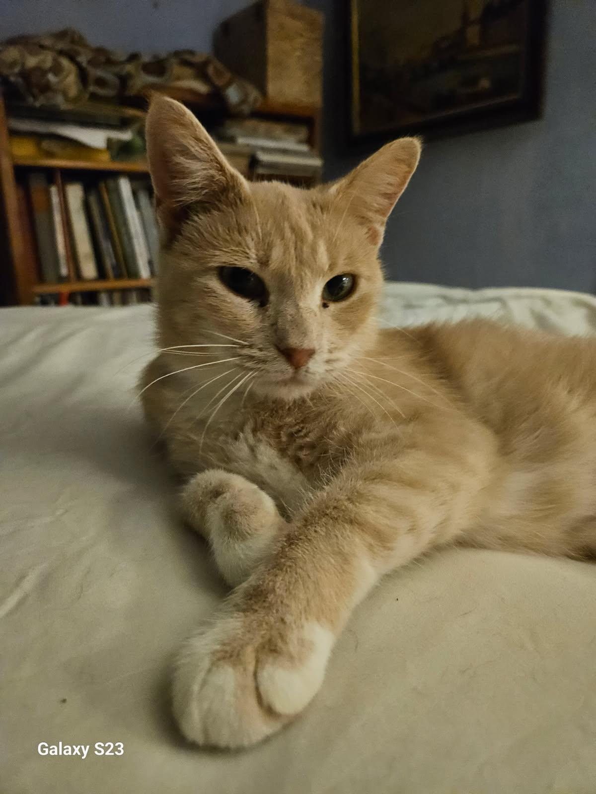 Cream, Adoptable, Adult Female Domestic Short Hair.