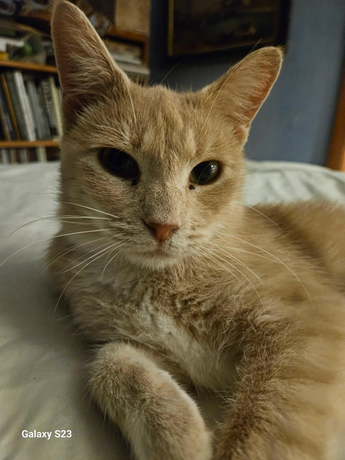 Enlarge Cream, a Adoptable Domestic Short Hair in Stockholm, WI image 3/6
