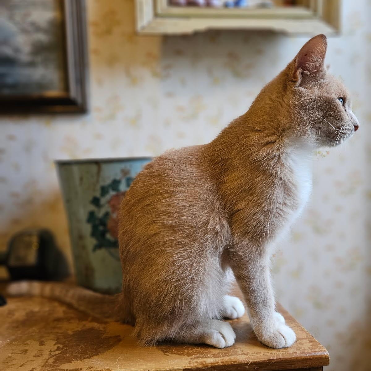 Enlarge Cream, a Adoptable Domestic Short Hair in Stockholm, WI image 4/6