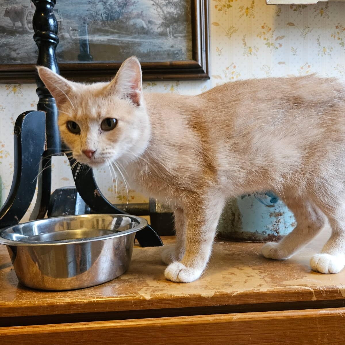 Enlarge Cream, a Adoptable Domestic Short Hair in Stockholm, WI image 5/6