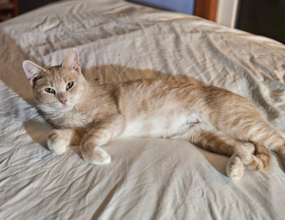 Enlarge Cream, a Adoptable Domestic Short Hair in Stockholm, WI image 6/6