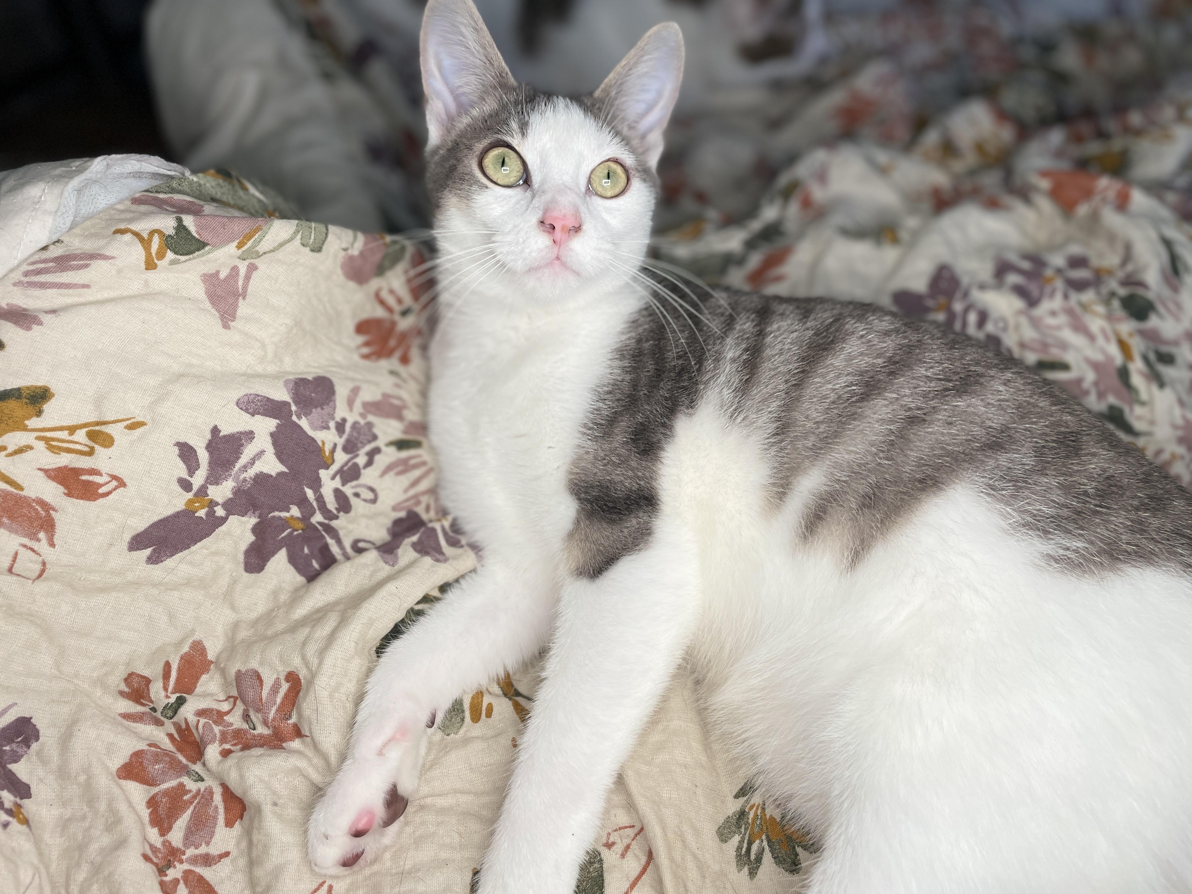 Enlarge Thumper, a Adoptable Domestic Short Hair in Bedminster, NJ image 6/6