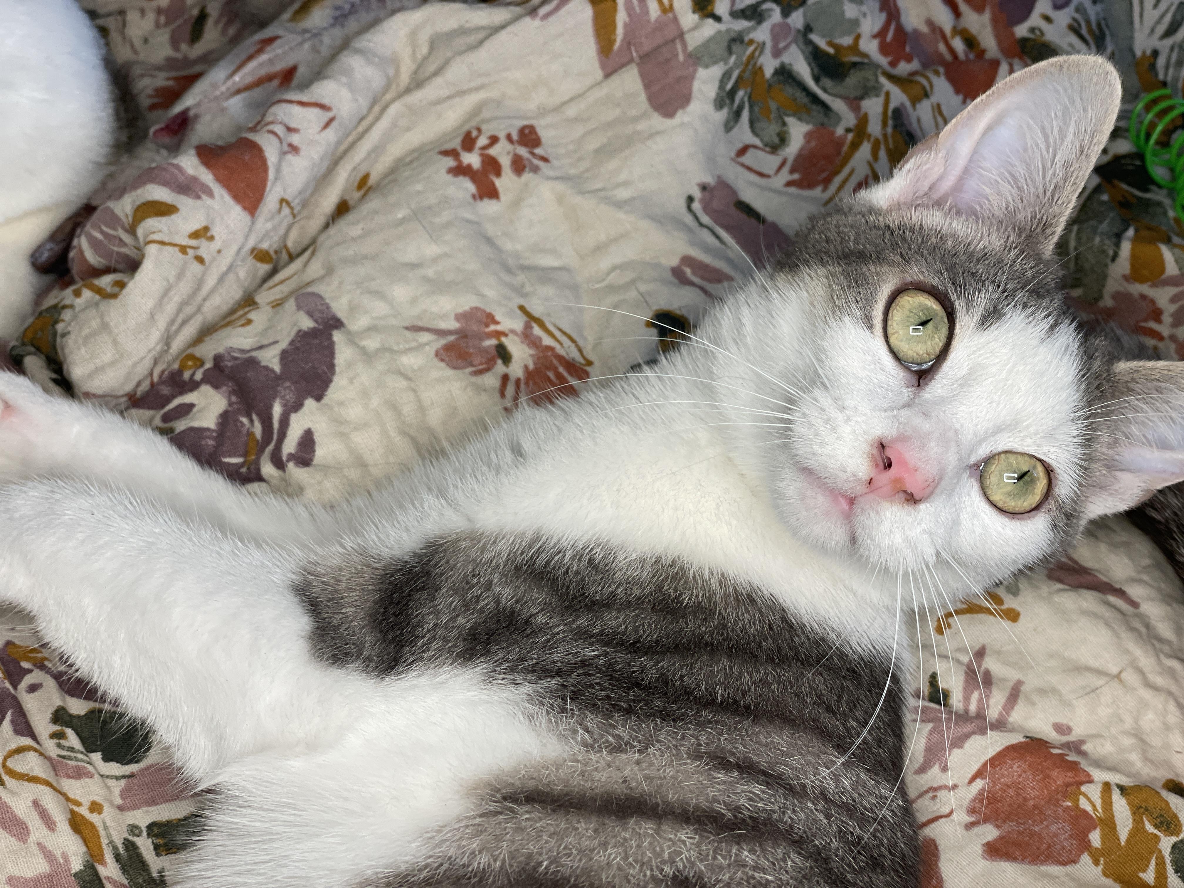 Enlarge Thumper, a Adoptable Domestic Short Hair in Bedminster, NJ image 3/6