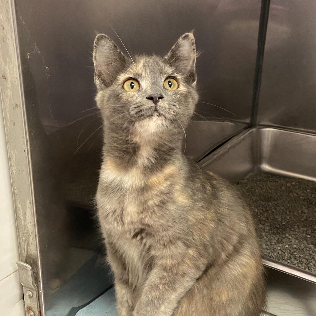 Sugar, Adoptable, Kitten Female Domestic Short Hair.