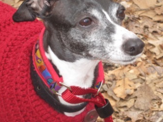 Enlarge Italian Greyhound Place, a Adoptable Italian Greyhound in Croton on Hudson, NY image 1/3