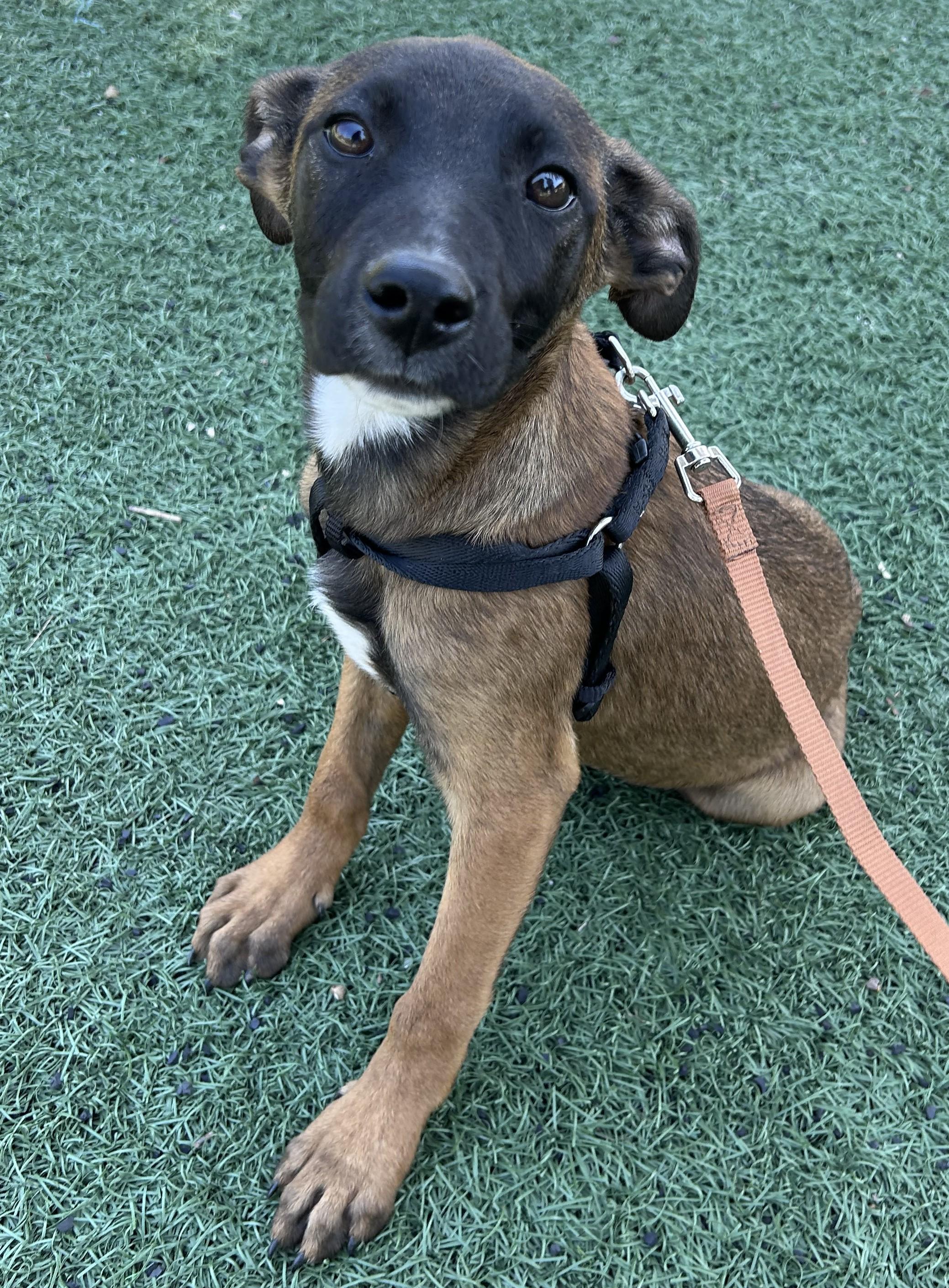 Enlarge AMANDA, a ADOPTABLE mixed breed in Bell Gardens, CA image 2/6