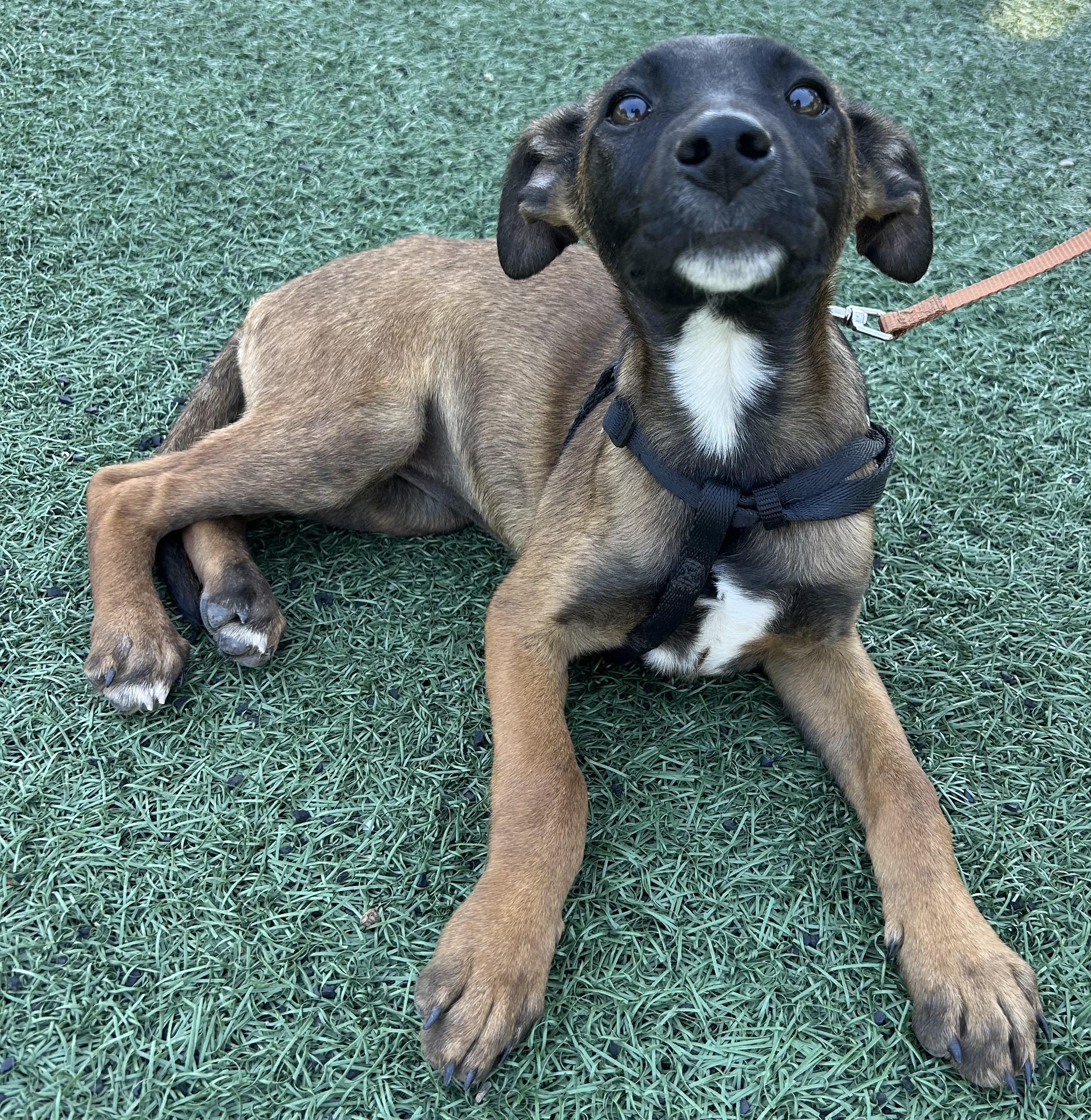 Enlarge AMANDA, a ADOPTABLE mixed breed in Bell Gardens, CA image 1/6