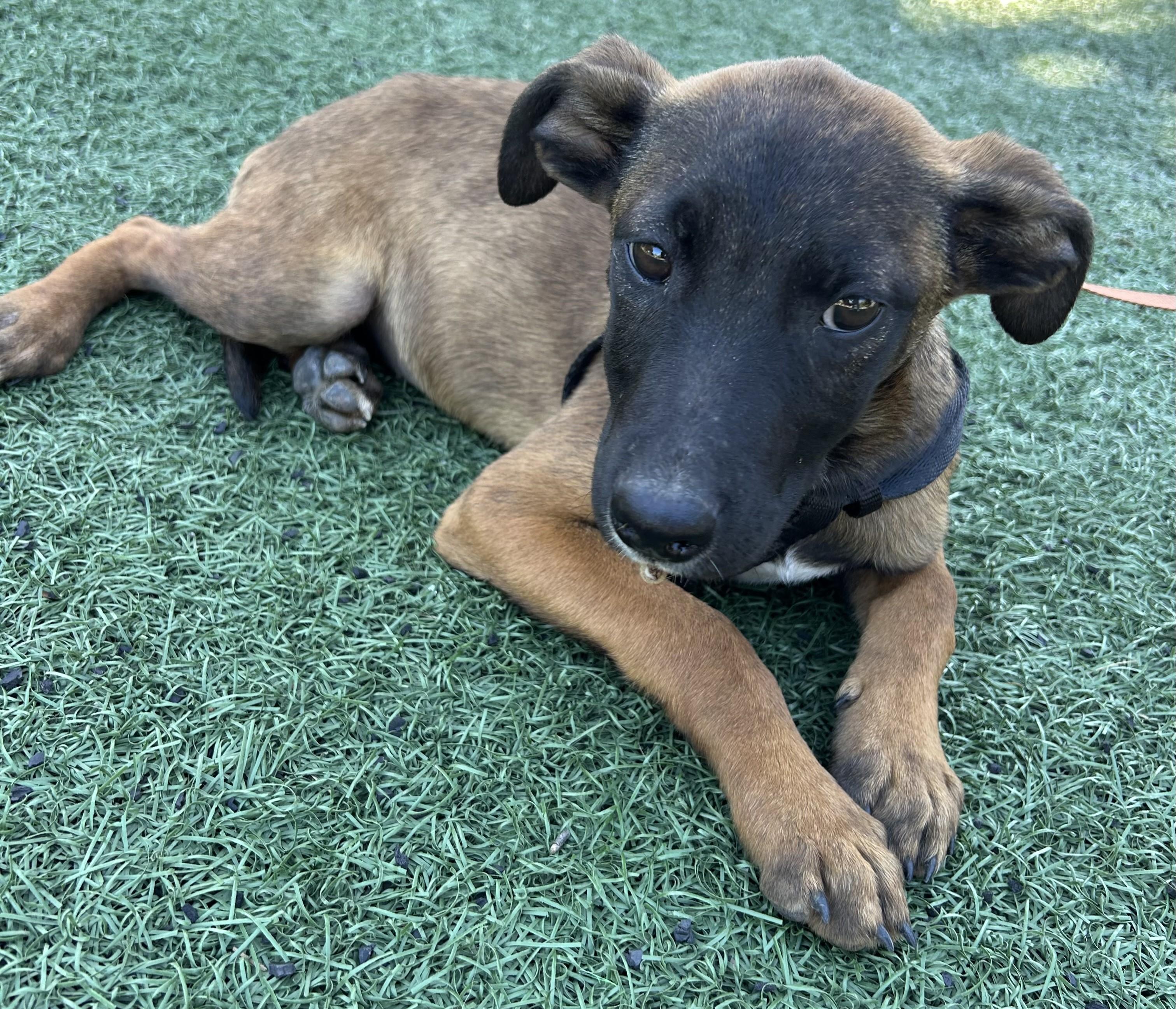 Enlarge AMANDA, a ADOPTABLE mixed breed in Bell Gardens, CA image 5/6