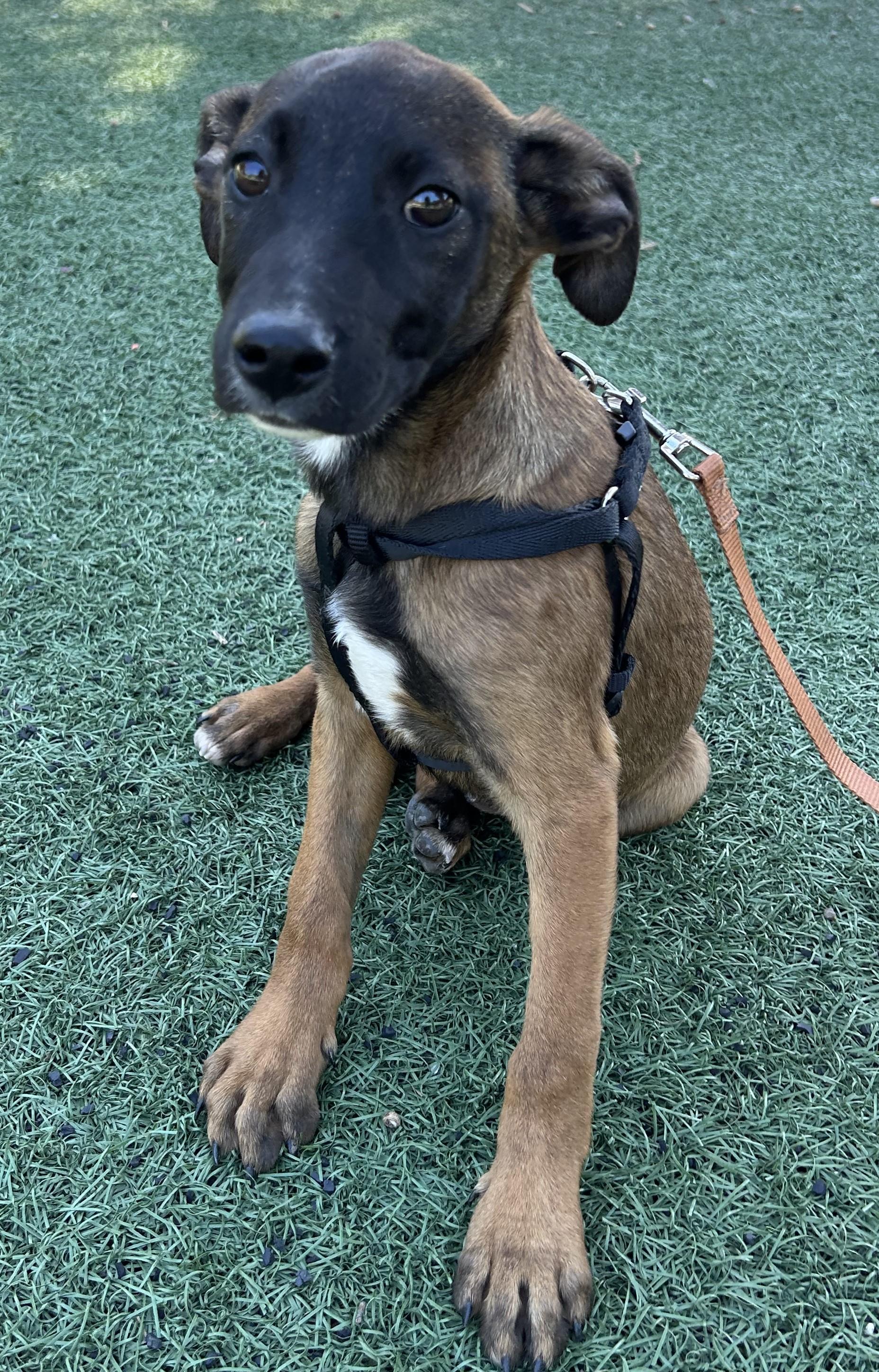 Enlarge AMANDA, a ADOPTABLE mixed breed in Bell Gardens, CA image 6/6