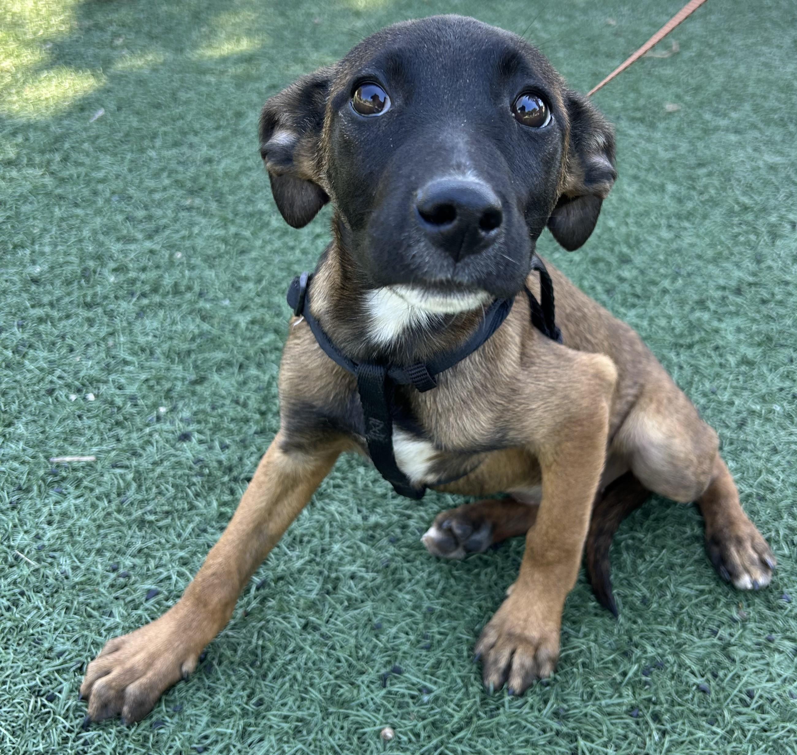 Enlarge AMANDA, a ADOPTABLE mixed breed in Bell Gardens, CA image 3/6