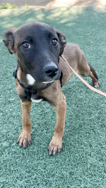 Enlarge AMANDA, a ADOPTABLE mixed breed in Bell Gardens, CA video 4/6