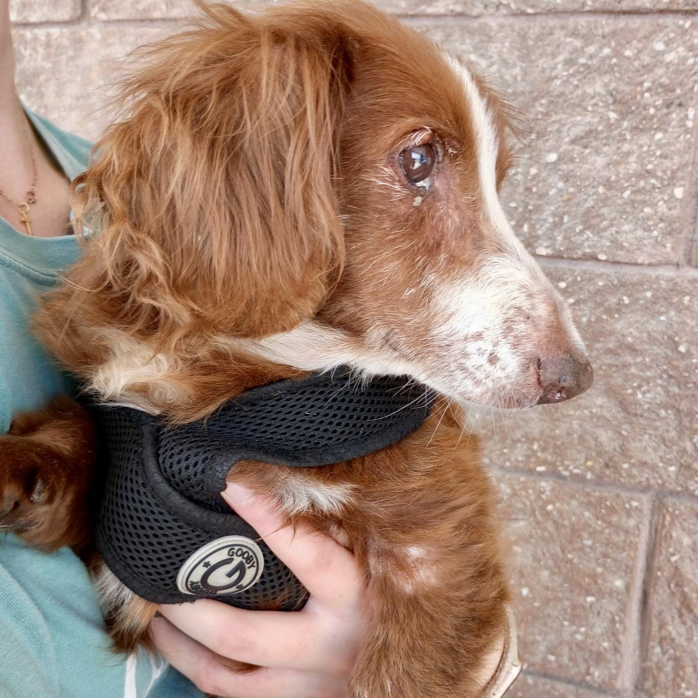 Maggie - Sweet Senior, an adopted mixed breed in Tulsa, OK image 2/5
