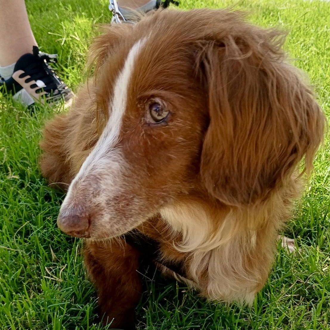 Maggie - Sweet Senior, an adopted mixed breed in Tulsa, OK image 5/5