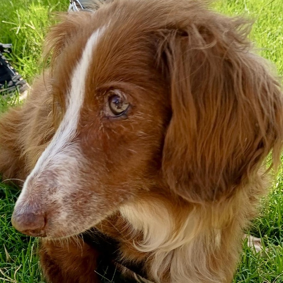 Maggie - Sweet Senior, adopted, Senior Female Dachshund (Long Haired).
