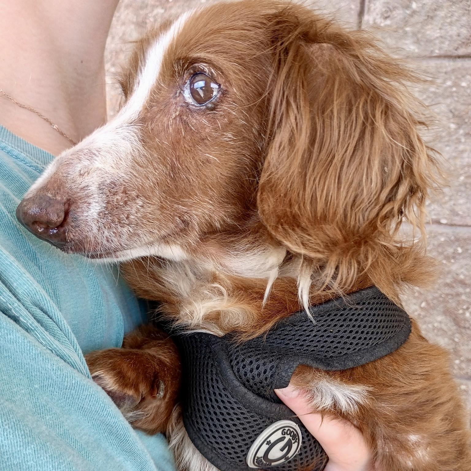 Maggie - Sweet Senior, an adopted mixed breed in Tulsa, OK image 4/5