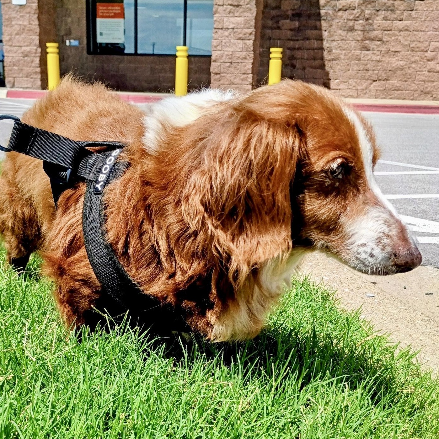 Maggie - Sweet Senior, an adopted mixed breed in Tulsa, OK image 3/5