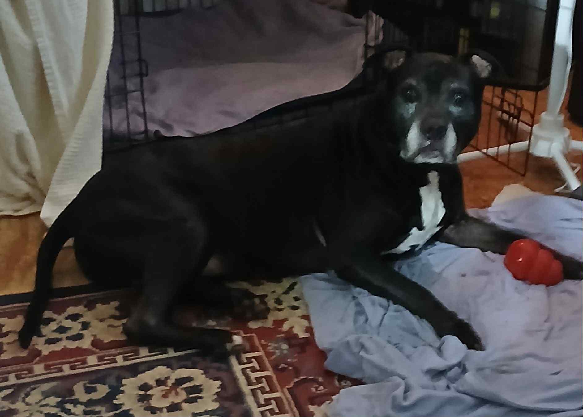 Layla, Adoptable, Senior Female Terrier.