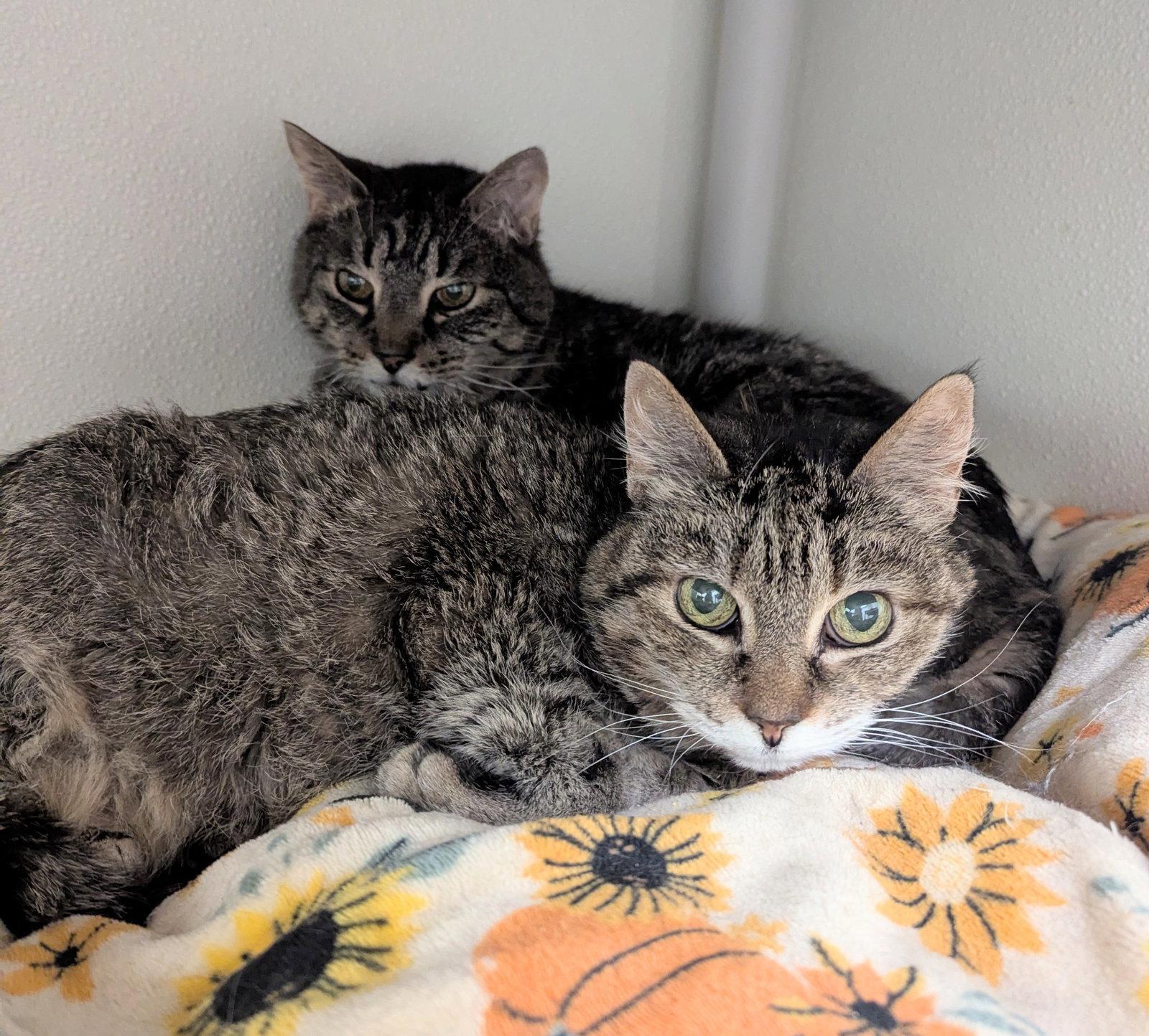 Serafino, Adoptable, Senior Male Domestic Short Hair.