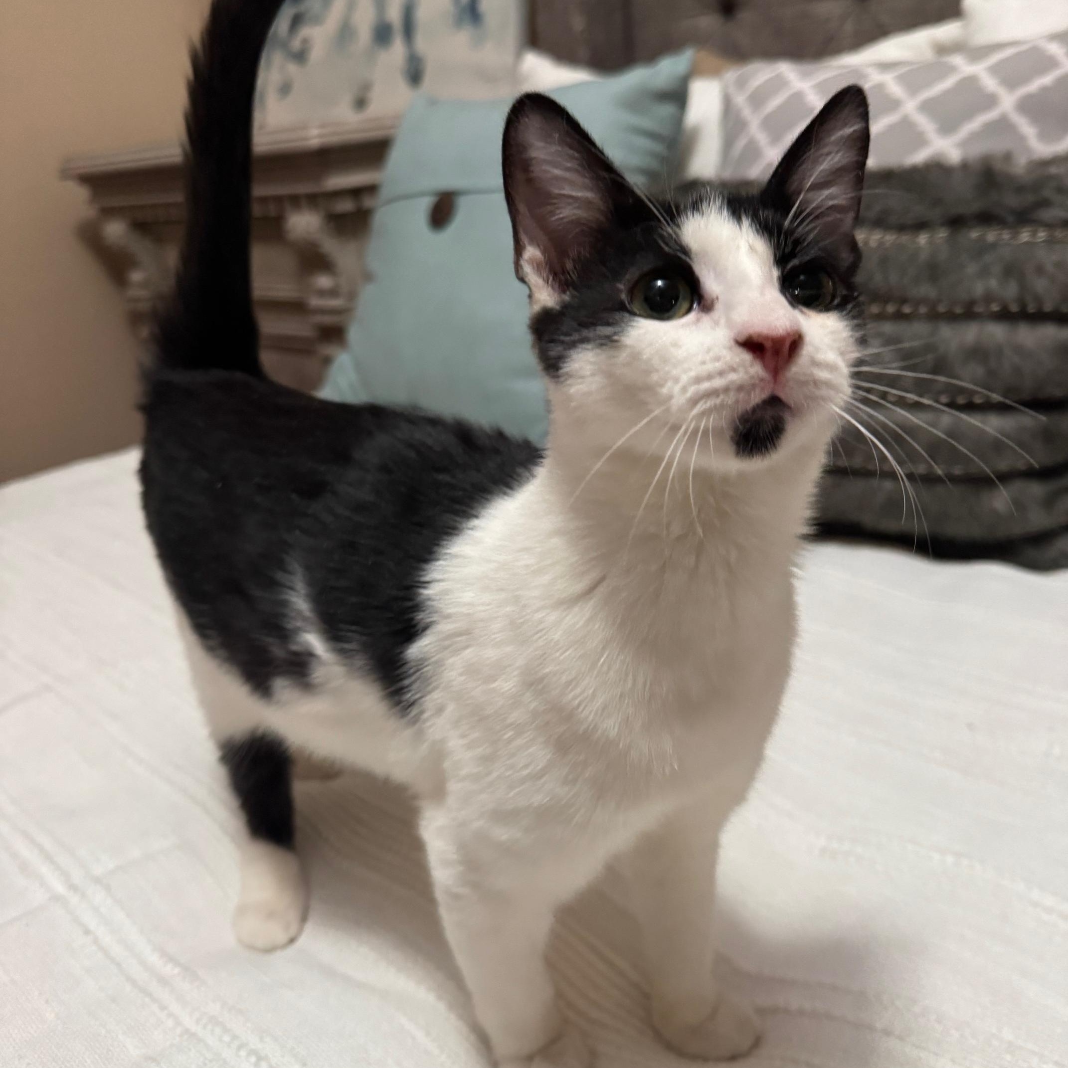 Enlarge Thing, an adopted mixed breed in Albuquerque, NM image 2/5