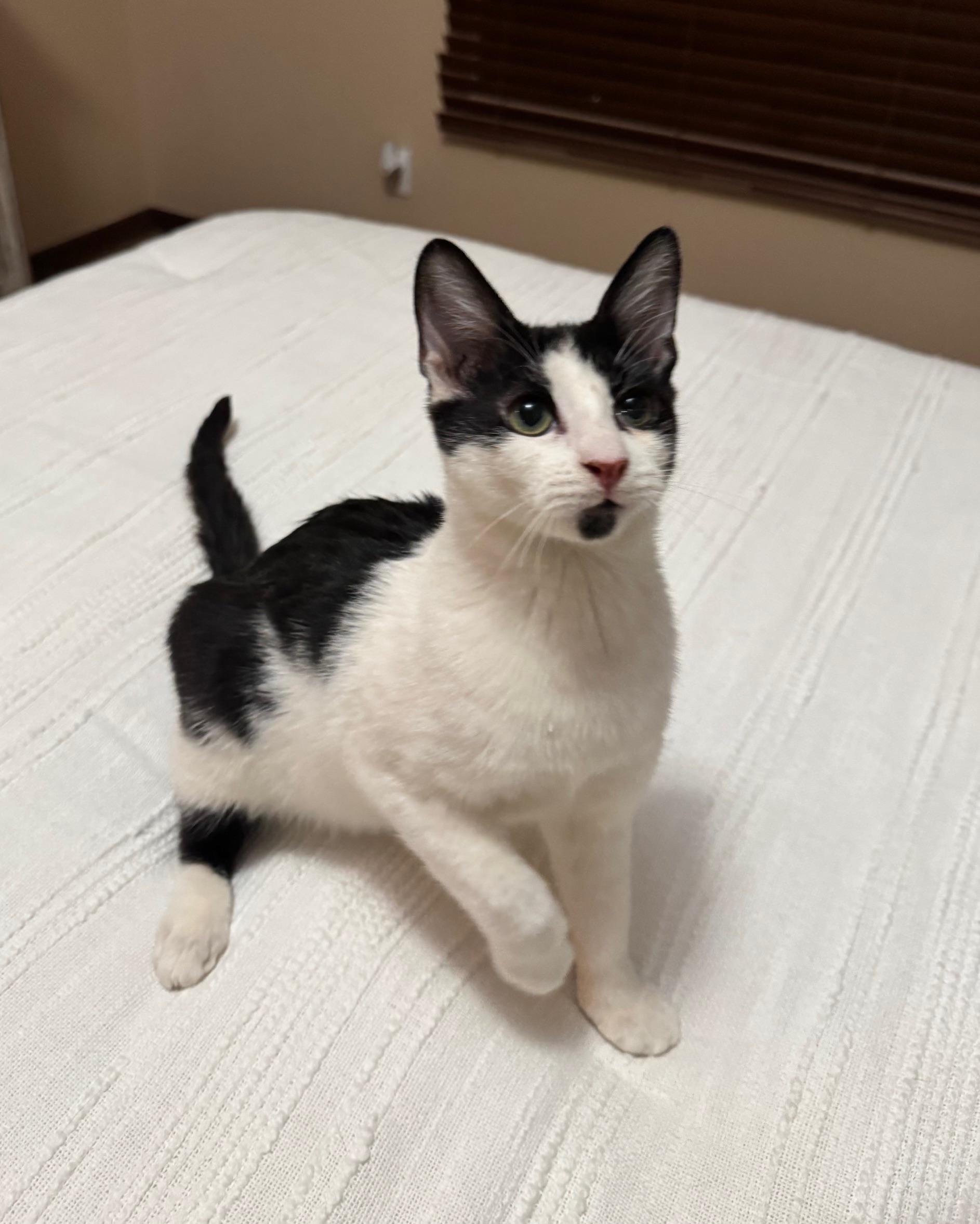 Enlarge Thing, an adopted mixed breed in Albuquerque, NM image 4/5