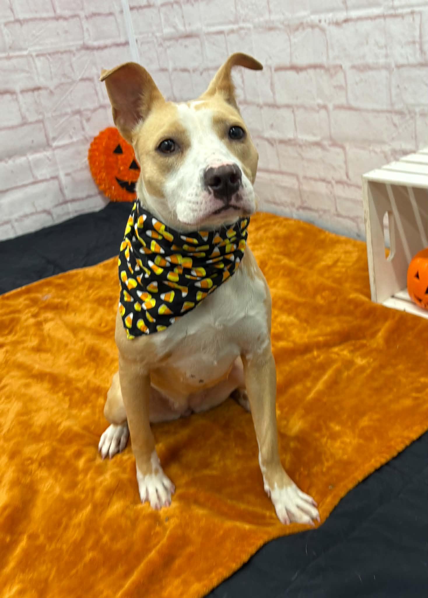 Enlarge Fefe, a Adopted mixed breed in Oxford, MI image 2/5