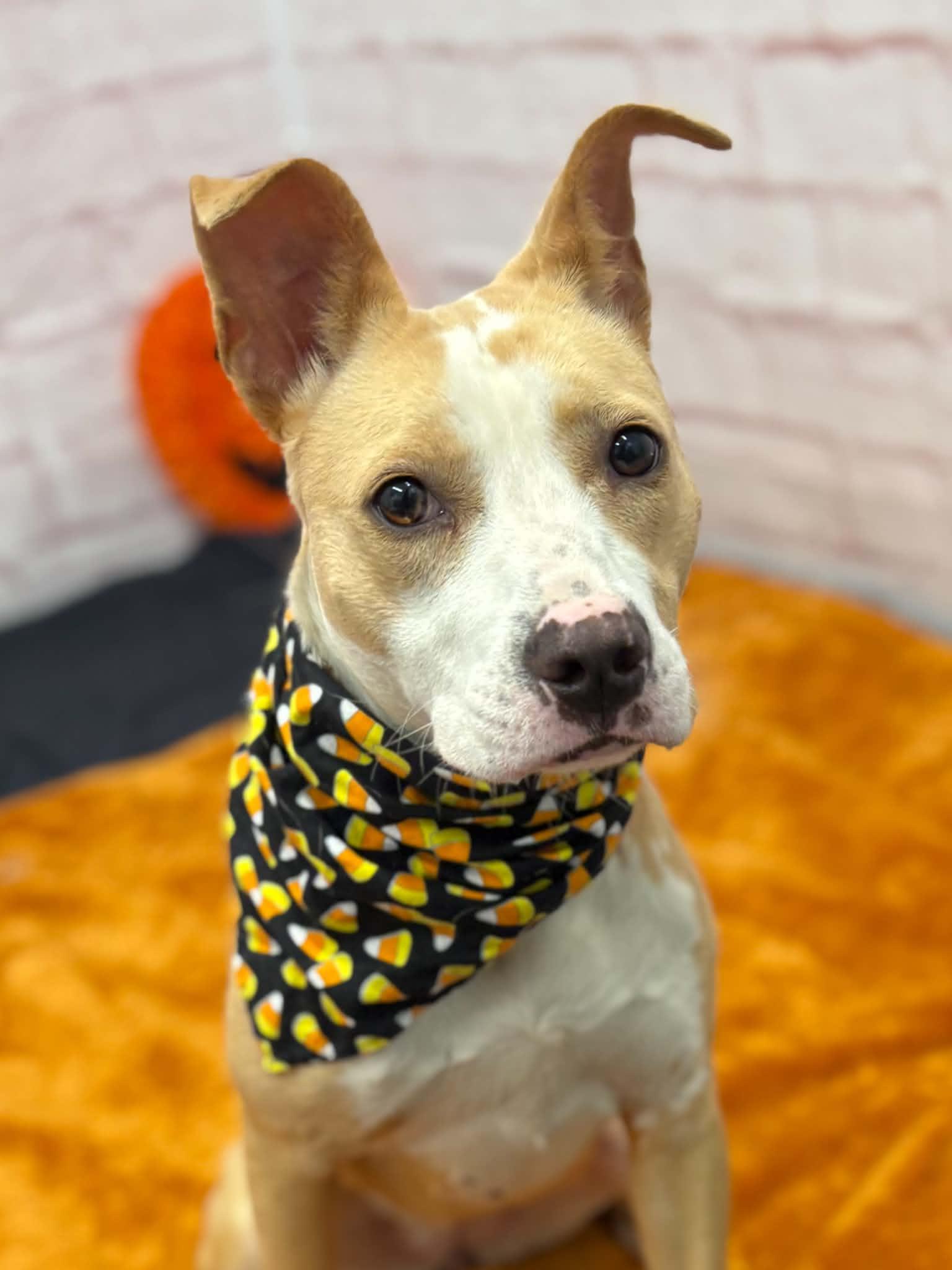 Enlarge Fefe, a Adopted mixed breed in Oxford, MI image 4/5