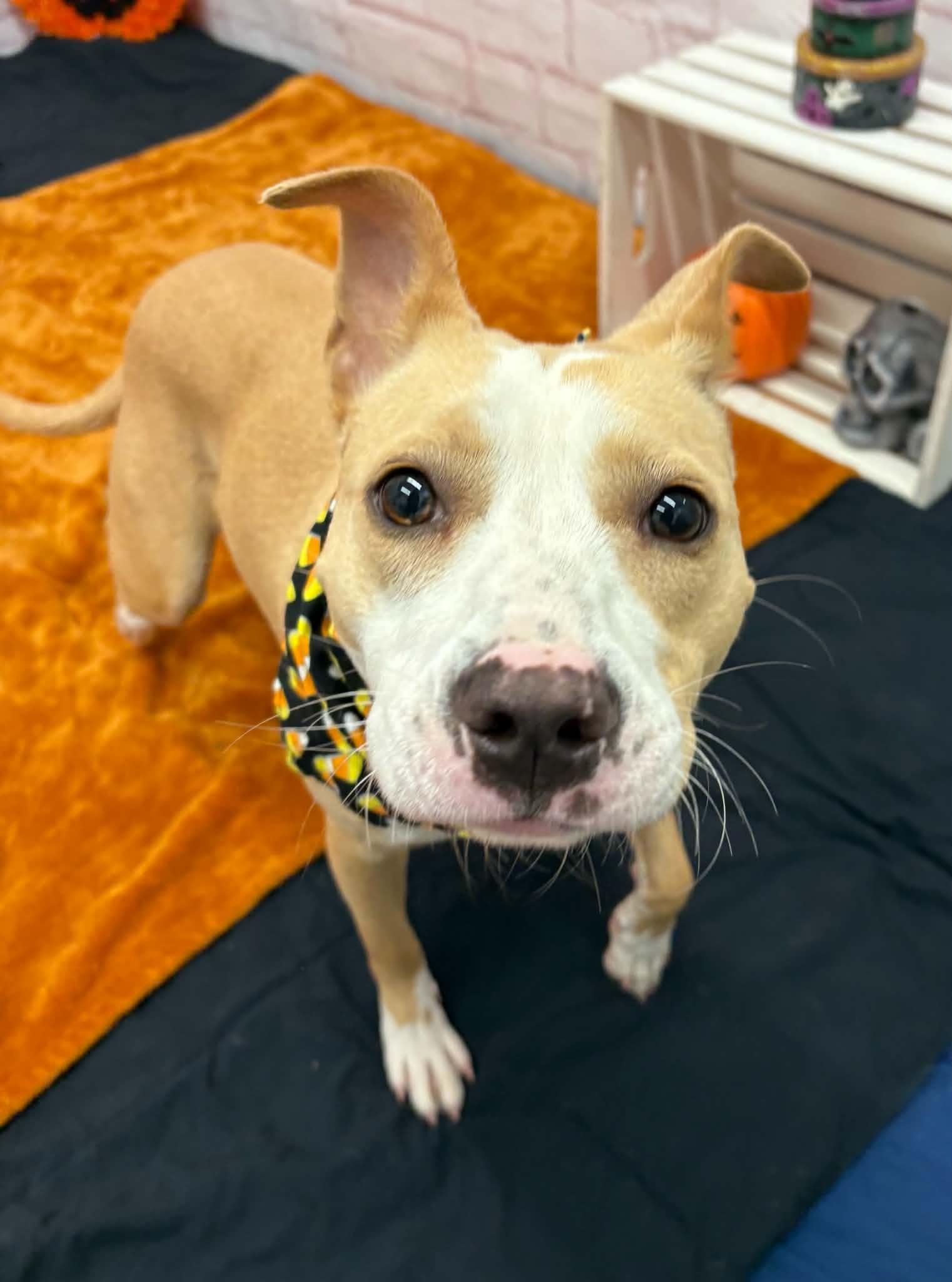 Fefe, Adopted, Puppy Female Pit Bull Terrier & Mixed Breed.