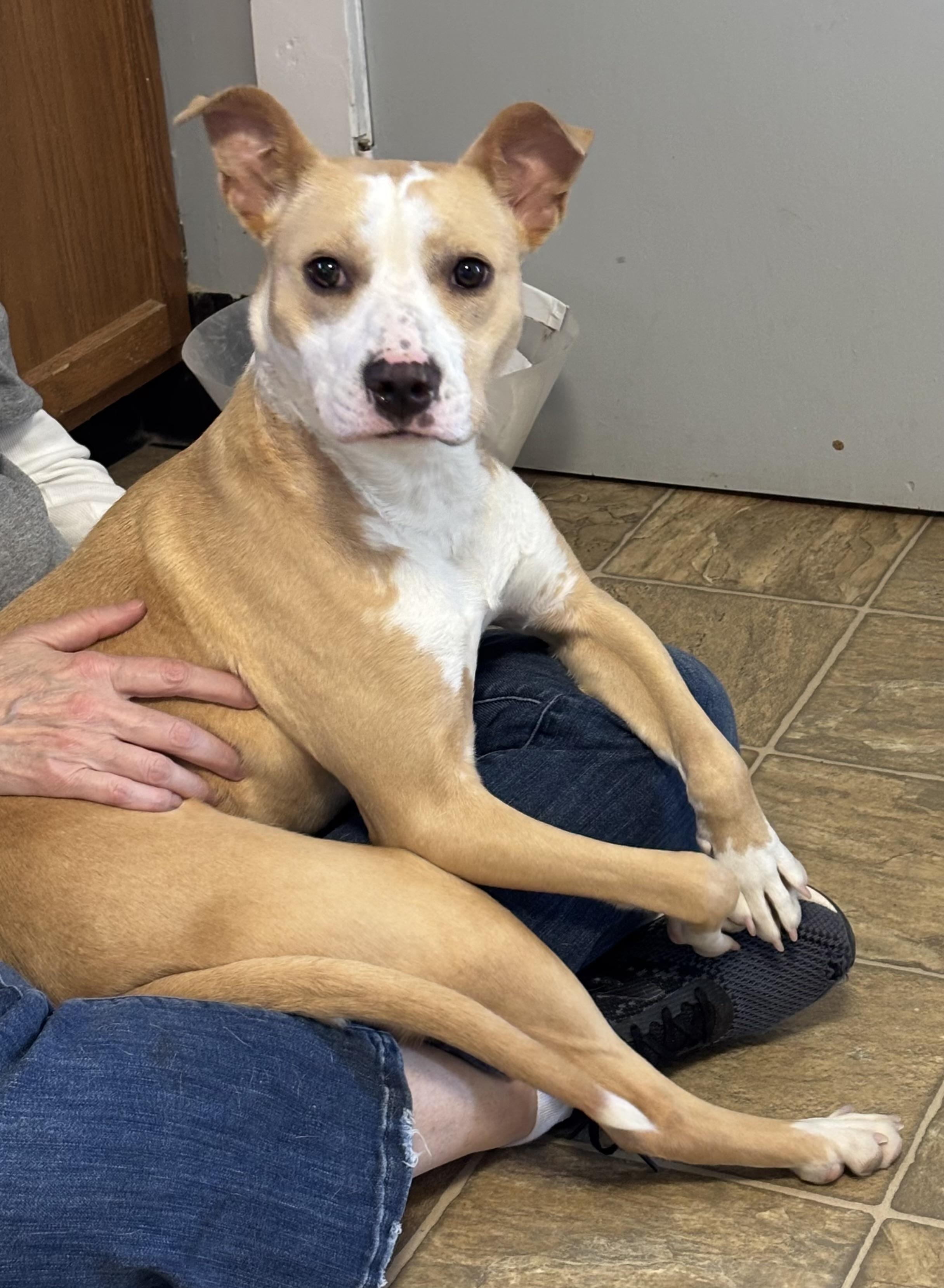 Enlarge Fefe, a Adopted mixed breed in Oxford, MI image 5/5