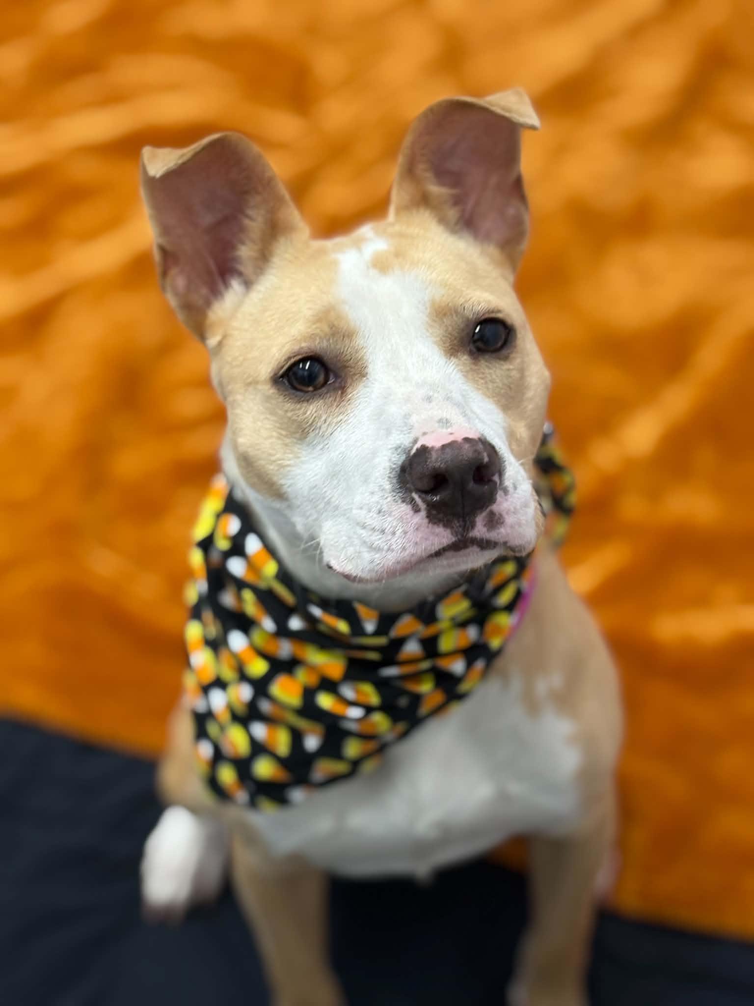 Enlarge Fefe, a Adopted mixed breed in Oxford, MI image 3/5