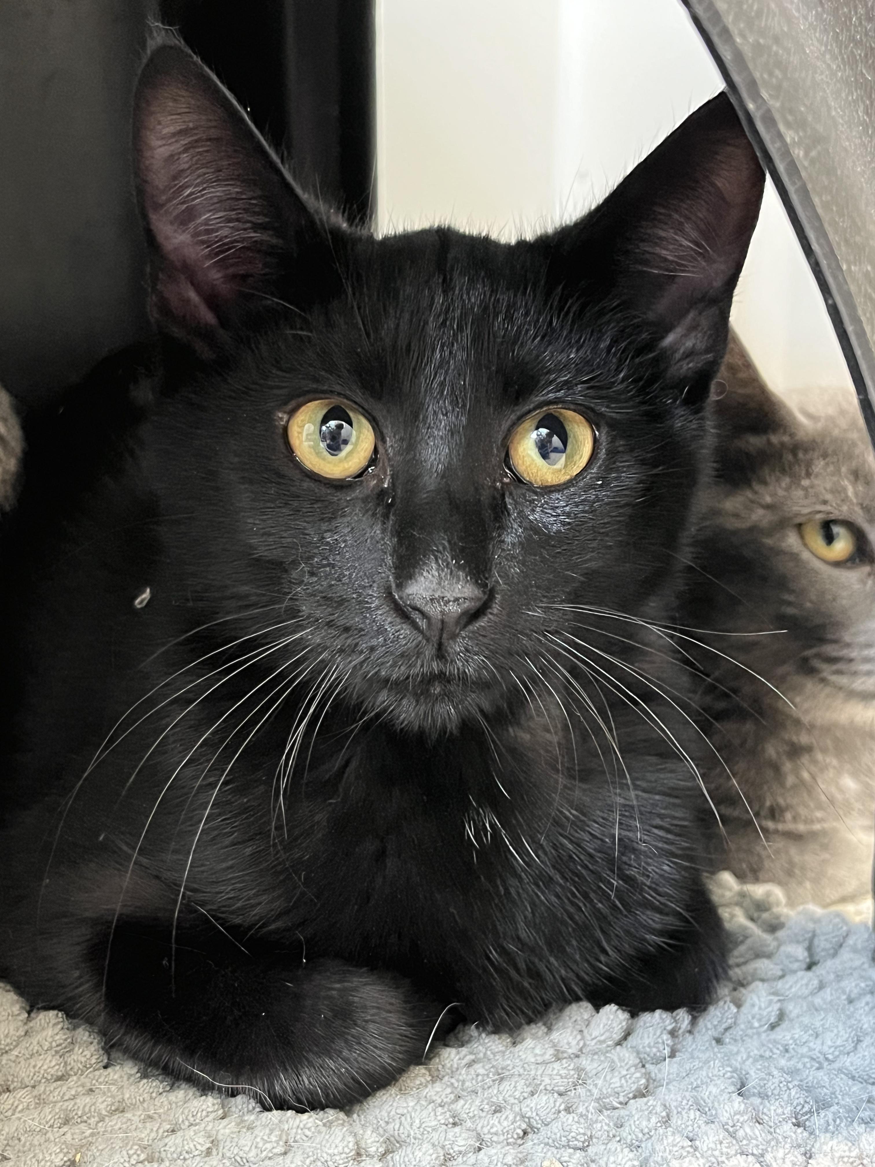 Jaeger, Adoptable, Young Male Domestic Short Hair.