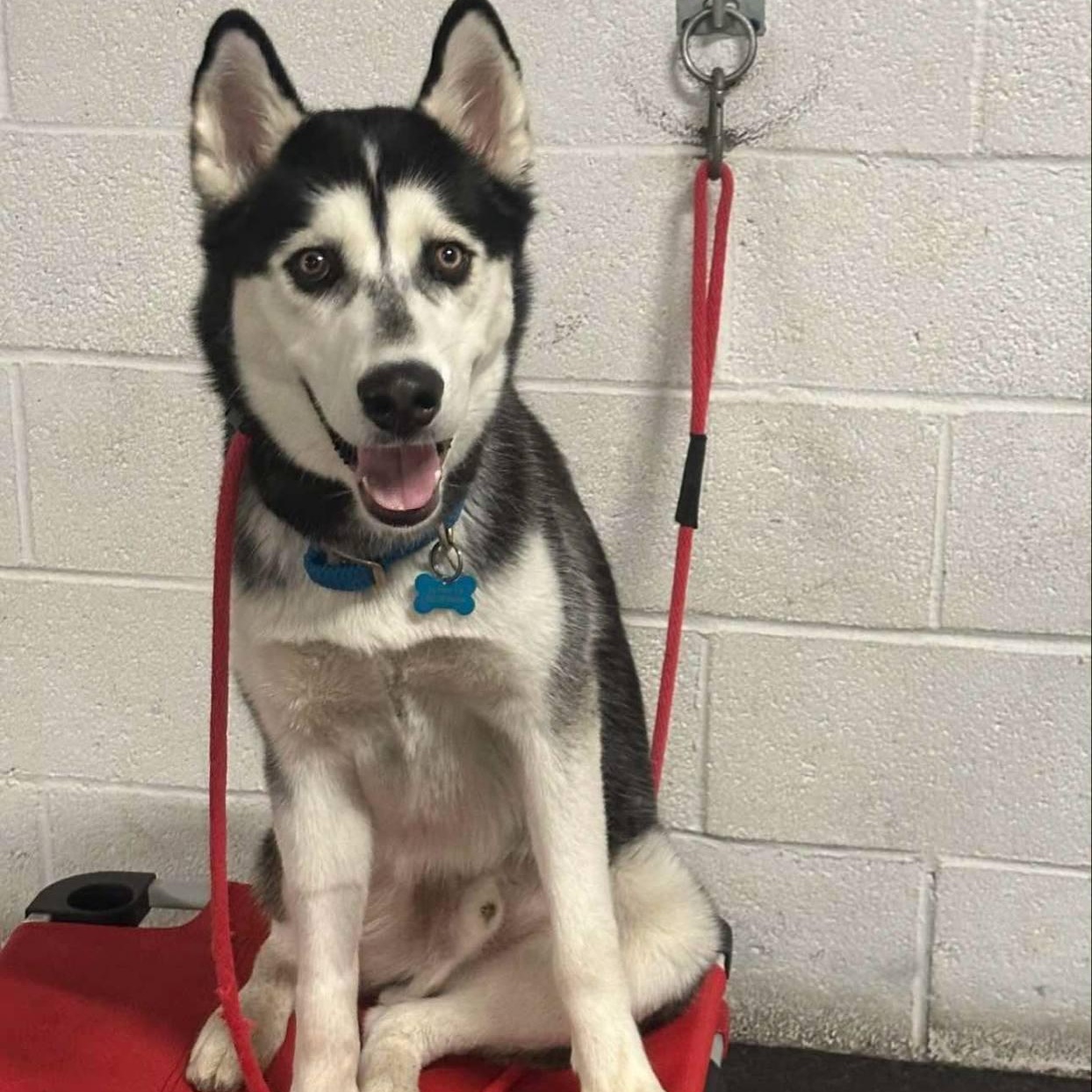 Sensitive Andy, Young Male Siberian Husky