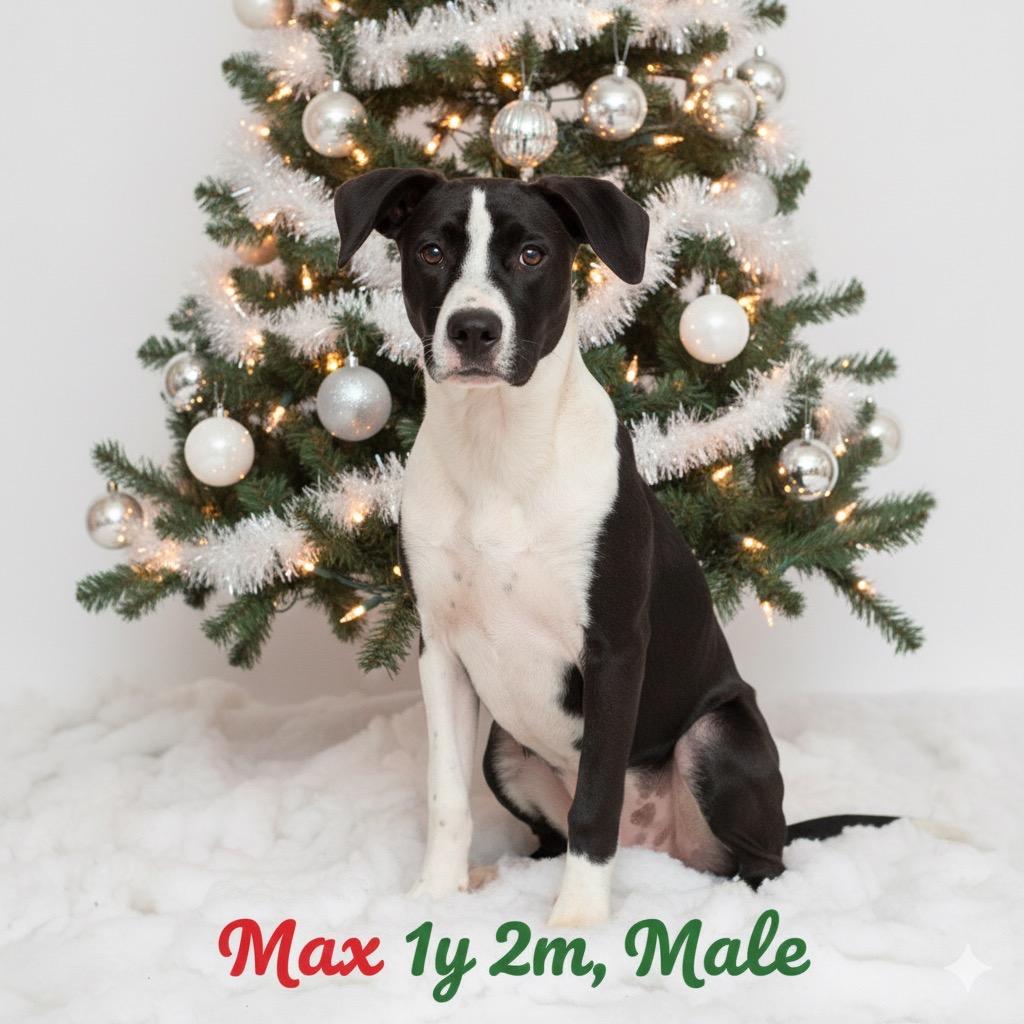 Max, Adoptable, Young Male Labrador Retriever.