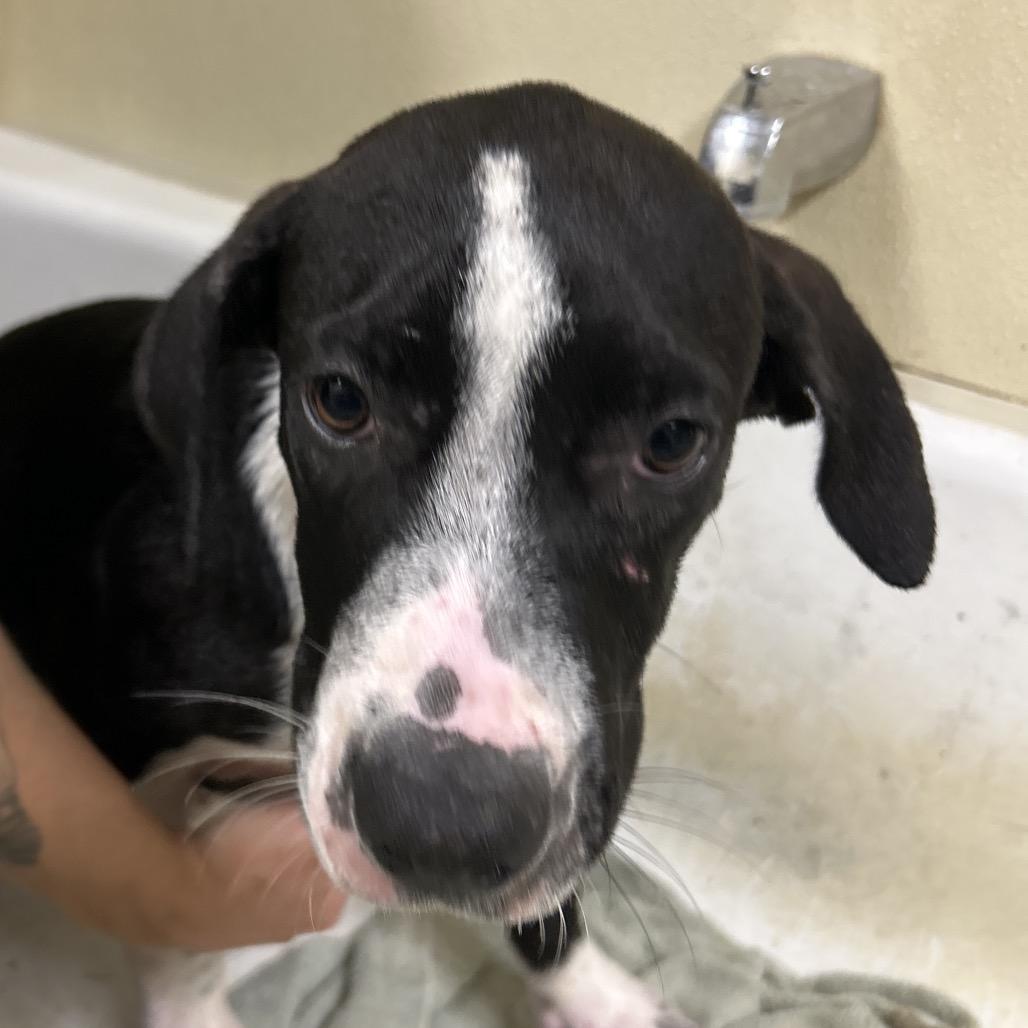 Enlarge Max, a Adoptable mixed breed in Palestine, TX image 2/4