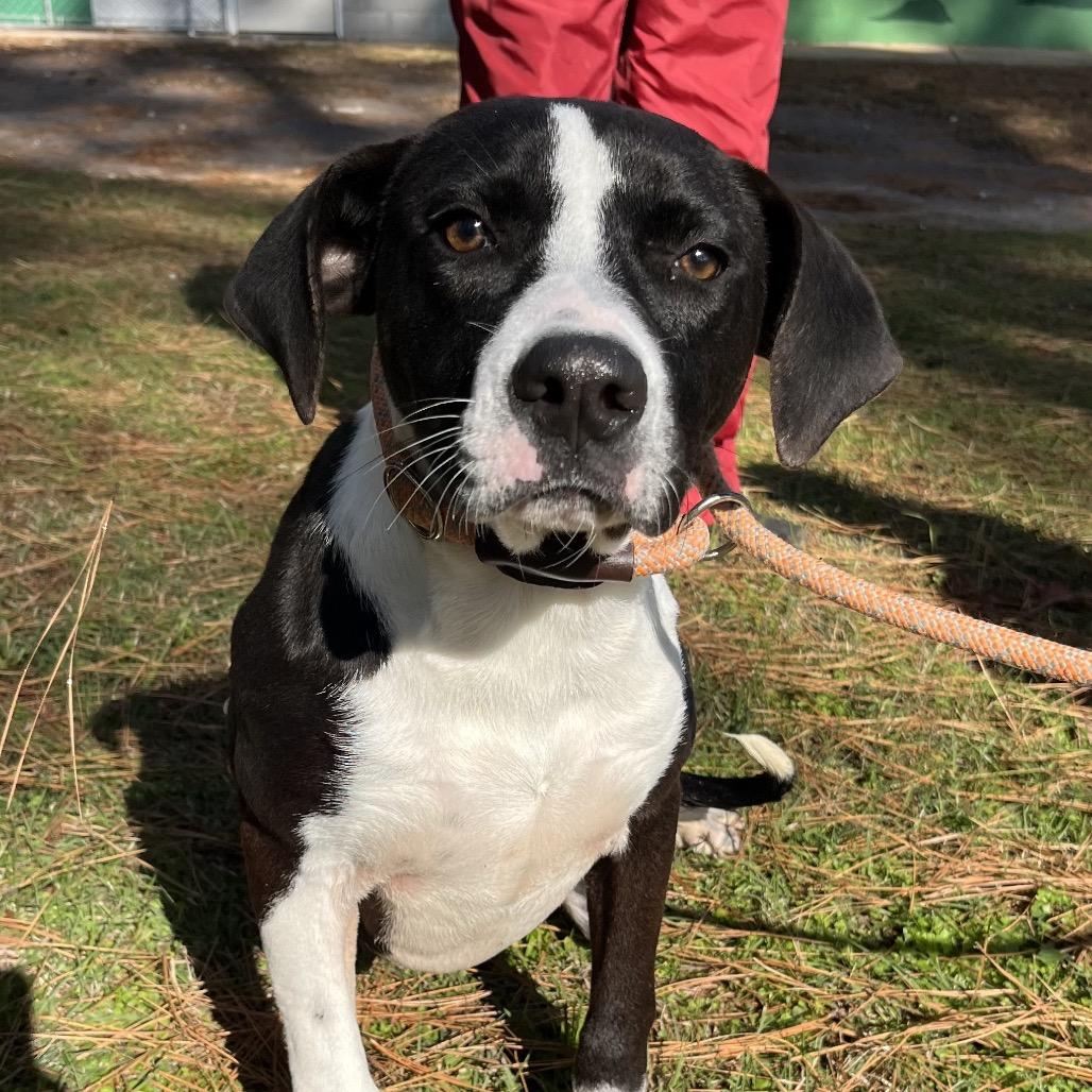 Enlarge Max, a Adoptable mixed breed in Palestine, TX image 3/4