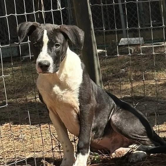 Enlarge Max, a Adoptable mixed breed in Palestine, TX image 4/4