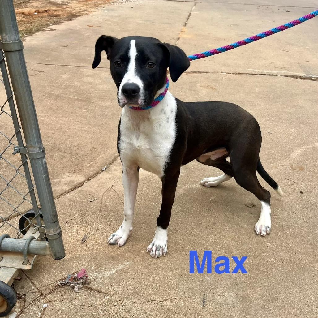 Enlarge Max, a Adoptable mixed breed in Palestine, TX image 5/5