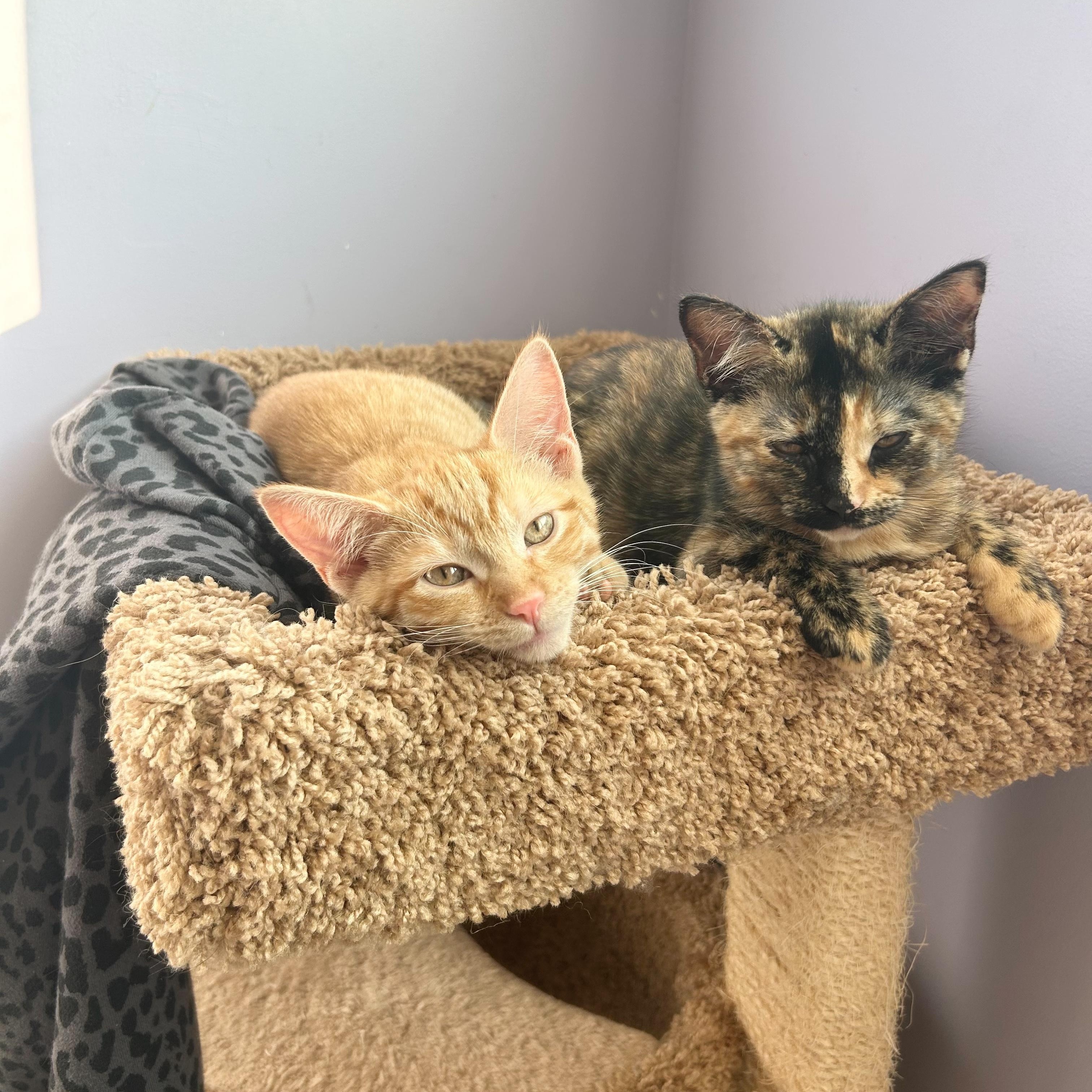 Cherry and Sundae, a Adopted Domestic Short Hair in Albany, NY image 6/6