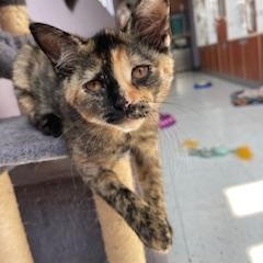 Cherry and Sundae, a Adopted Domestic Short Hair in Albany, NY image 2/6