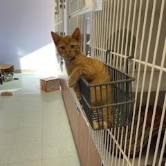 Cherry and Sundae, a Adopted Domestic Short Hair in Albany, NY image 5/6