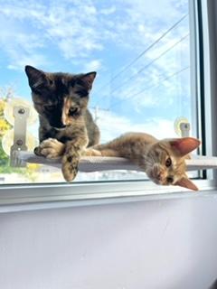 Cherry and Sundae, a Adopted Domestic Short Hair in Albany, NY image 1/6