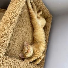 Cherry and Sundae, a Adopted Domestic Short Hair in Albany, NY image 3/6