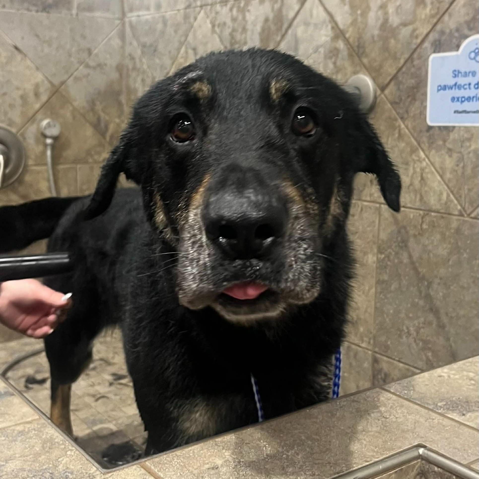 Enlarge Mack, a ADOPTABLE mixed breed in Lisle, ON image 1/2