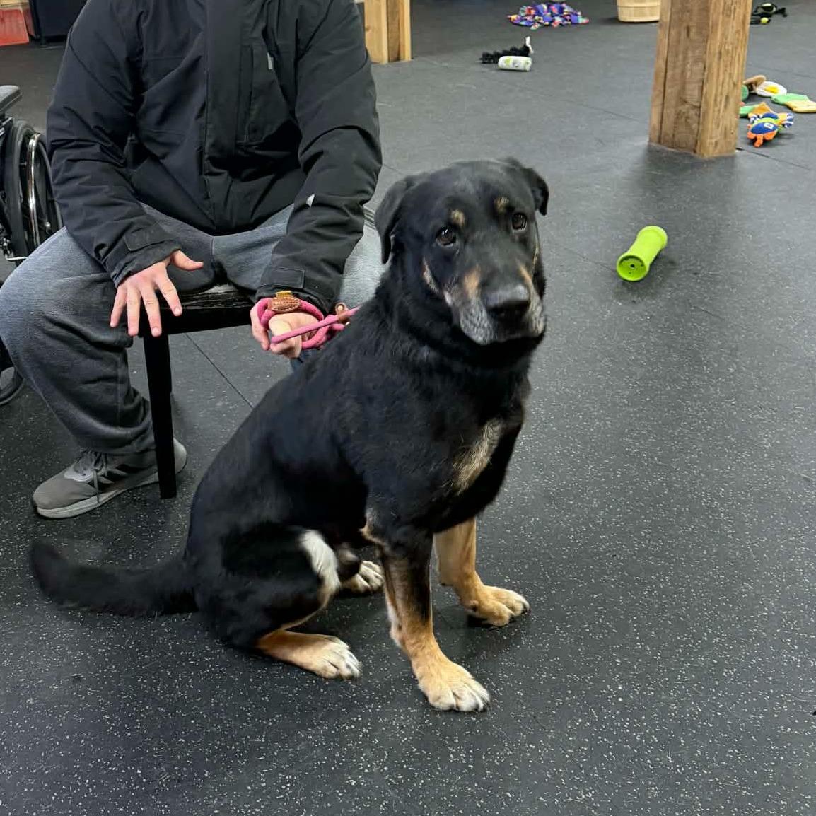 Enlarge Mack, a ADOPTABLE mixed breed in Lisle, ON image 2/2