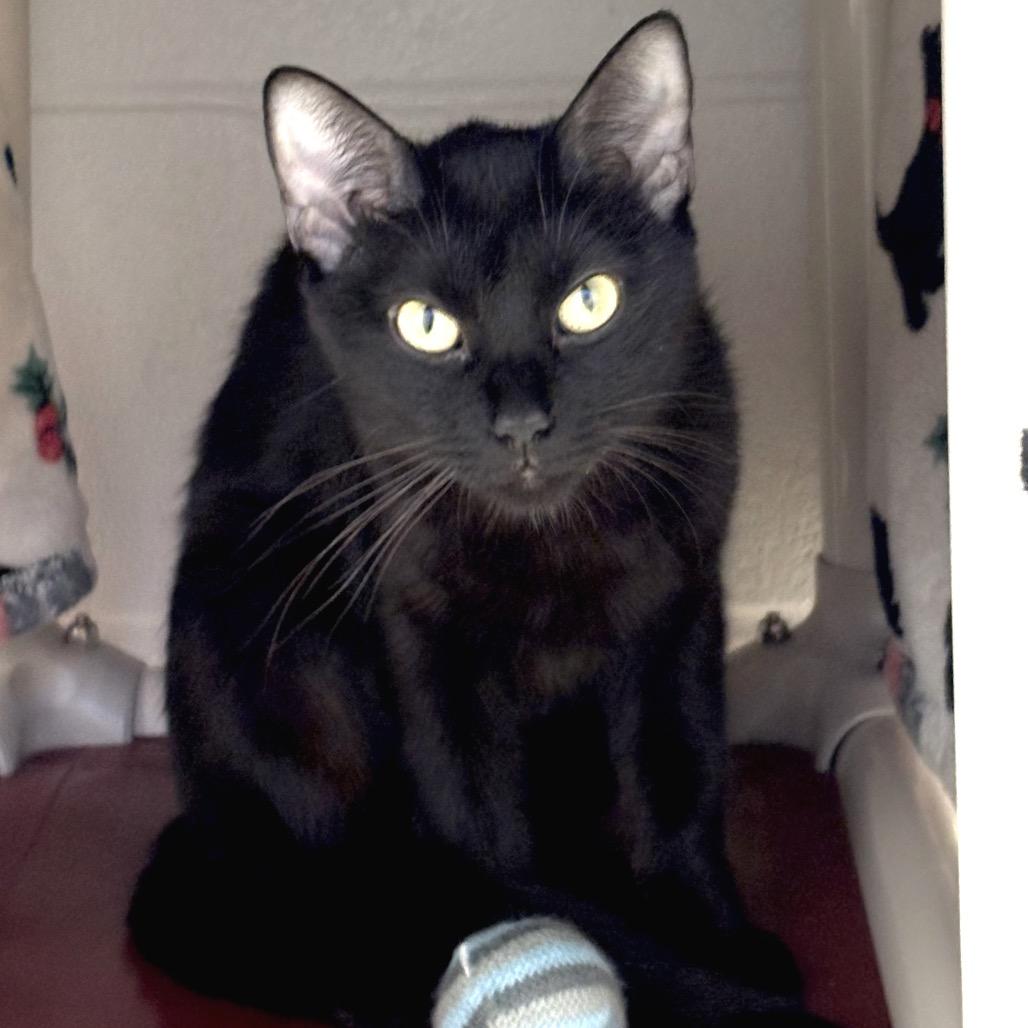 Enlarge Bonnie, a Adoptable Domestic Short Hair in Sarasota, FL image 1/6