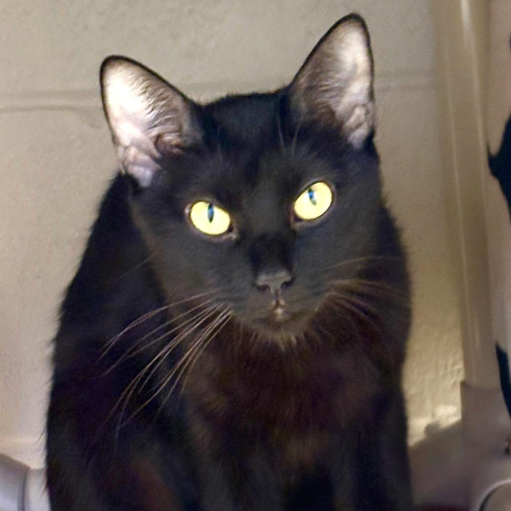 Enlarge Bonnie, a Adoptable Domestic Short Hair in Sarasota, FL image 2/6