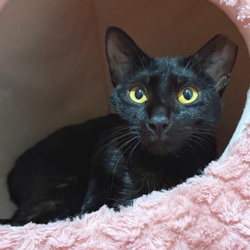 Enlarge Bonnie, a Adoptable Domestic Short Hair in Sarasota, FL image 3/6