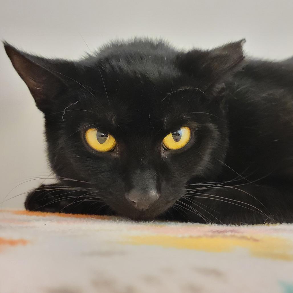 Enlarge Bonnie, a Adoptable Domestic Short Hair in Sarasota, FL image 3/6