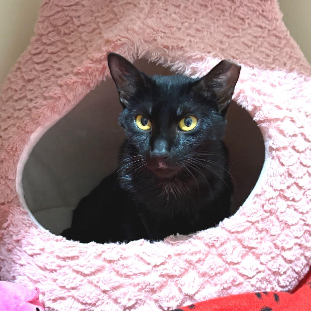 Enlarge Bonnie, a Adoptable Domestic Short Hair in Sarasota, FL image 4/6