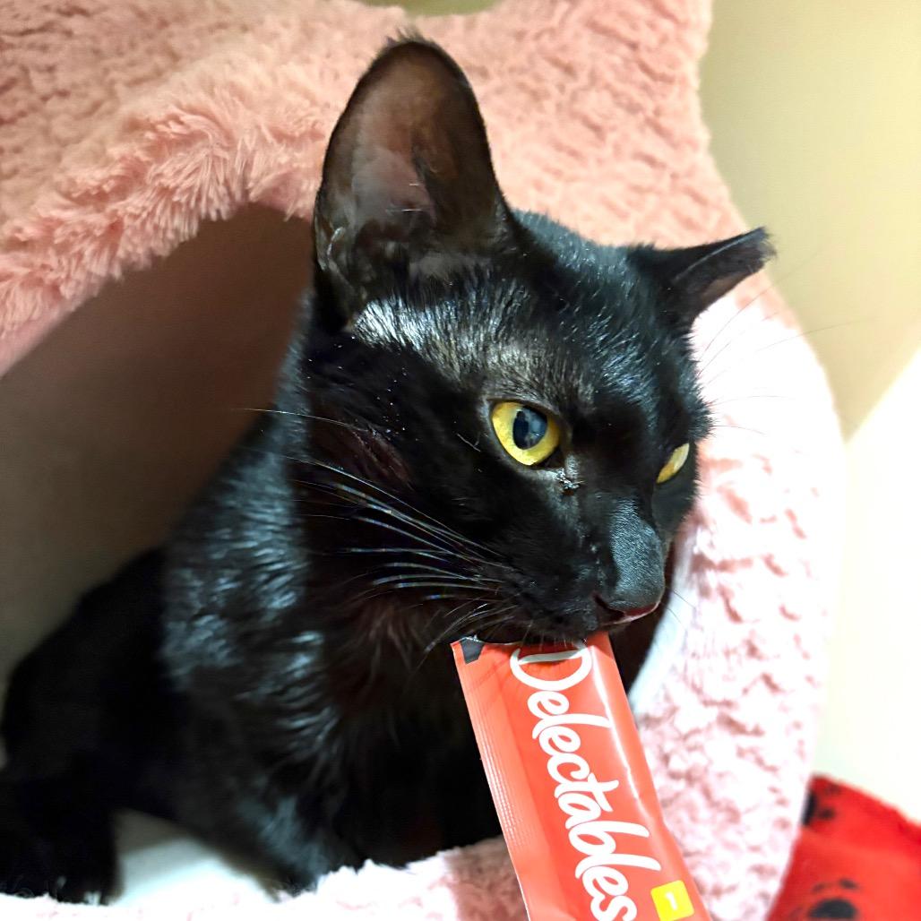 Enlarge Bonnie, a Adoptable Domestic Short Hair in Sarasota, FL image 5/6